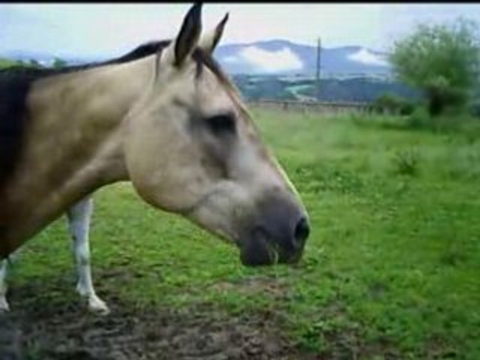 pouliches 08