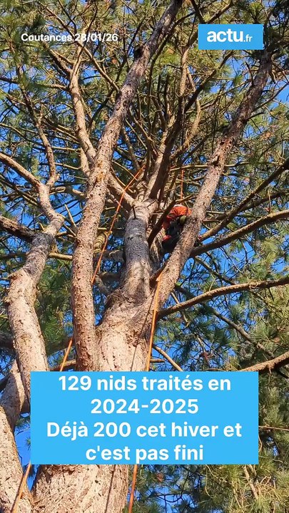 Cette ville de la Manche envahie par les chenilles processionnaires ? Elle se défend comme elle peut