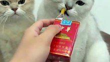 猫：我太想进步了。_来汽水音乐设置铃声_抖音
