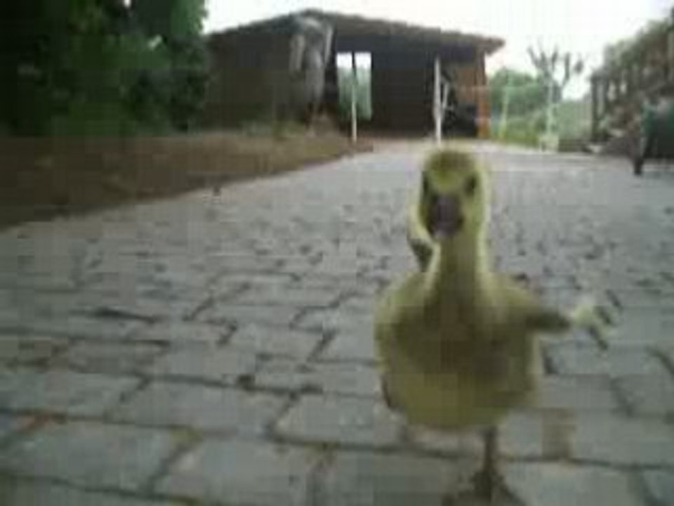 Kalim 009