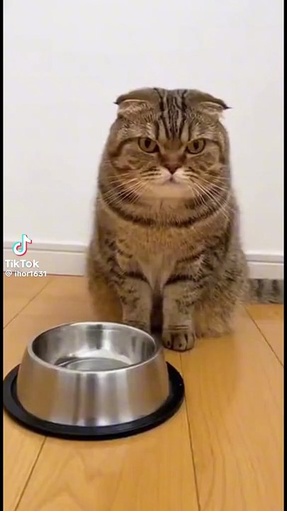 verwöhntes Kätzchen