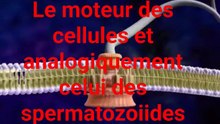LE Moteur de spermatozoïdes