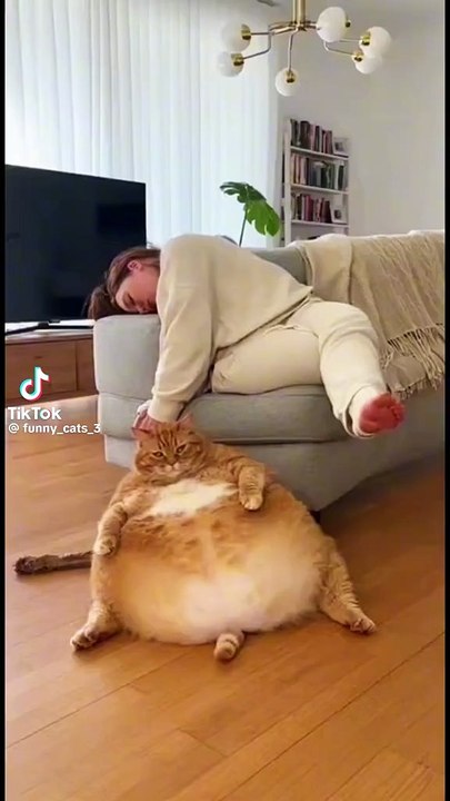 Hund und Katz verstehen sich nicht