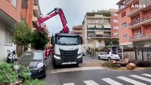 Cade un grosso albero in strada a Roma, colpito un autobus