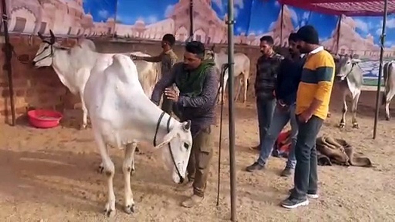 रामदेव पशु मेले में पशुओं की संख्या साढ़े 3 हजा...