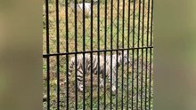 The White Tiger Mother and Daughter Chase Each Other
