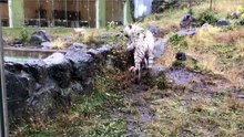 The White Tiger Family Walked Around and then Went Home