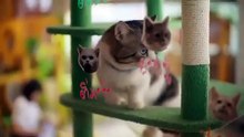 Cat 4 Cash EP2 Eng Sub