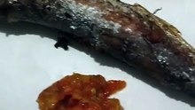 menu sehat ikan Laut goreng