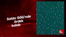 Salda Gölü'nde ördek kalabalığı