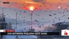 Gün batımında kuşların eşsiz dansı...