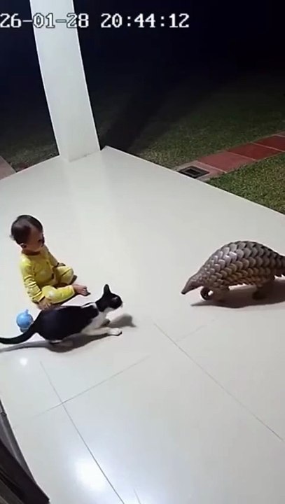cat_save_baby_from_Pangolin_cctv