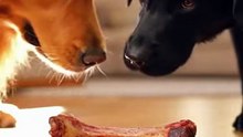 Two Dogs Fight Over One Bone – "Mine!" "No Mine!" 😂 Funny Dog Comedy | Viral AI Short