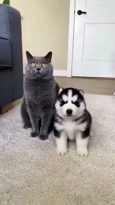 “One slap, the whole family, and the cat instantly faints😁😹 😂”.#talkingparrot #usapets #catlo