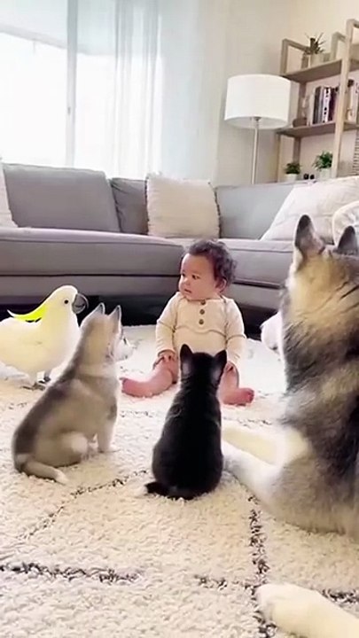 One Baby Gesture Oscar-Level Acting From Everyone😂.#talkingparrot #usareels #doglover #usapets