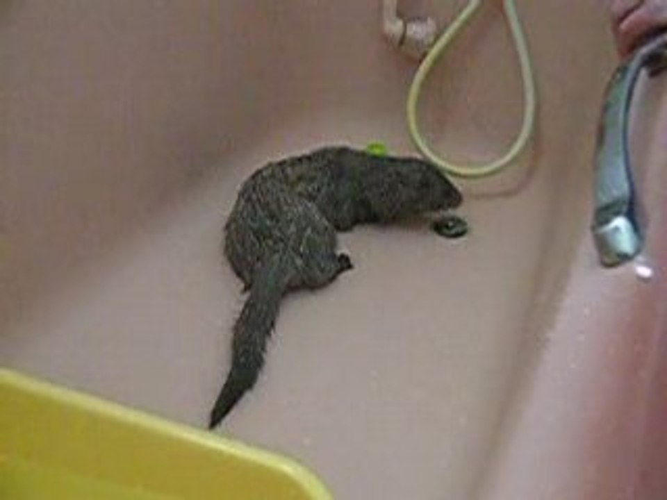 Jeu dans la baignoire