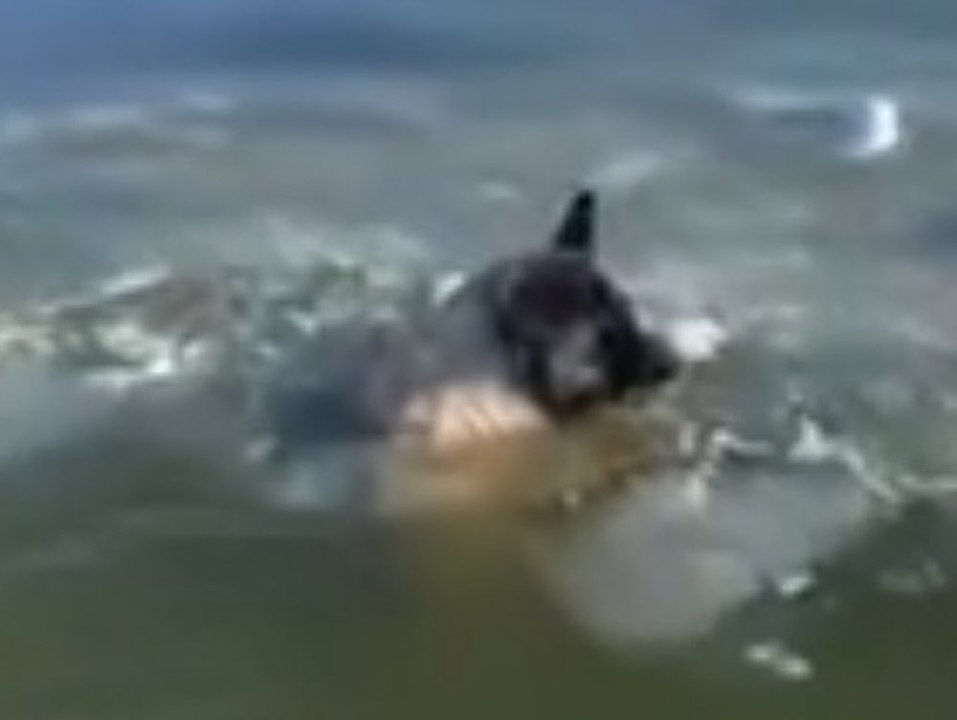 In letzter Sekunde: Polizei rettet süßen Hund aus Eissee