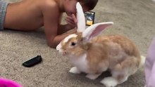 Giant Bunny Zoomies Interrupt Video Game Time