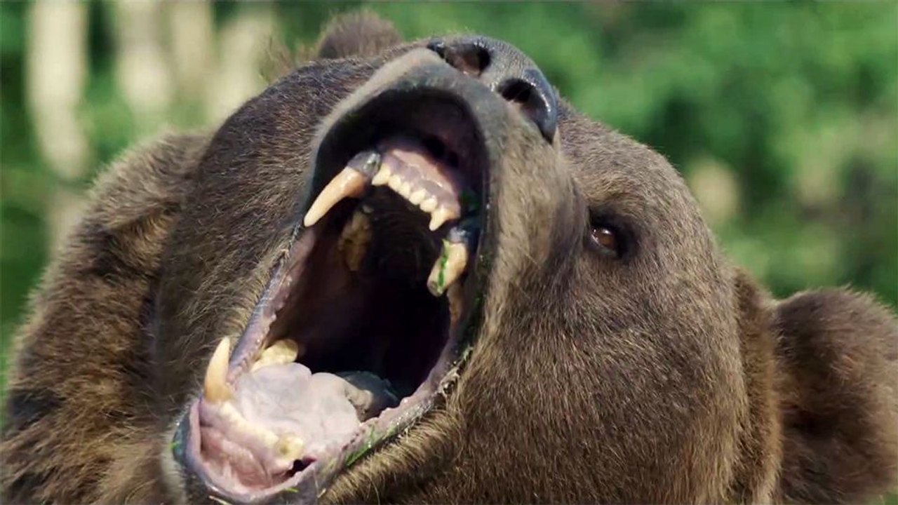 No Escape - Grizzly Night Trailer DF