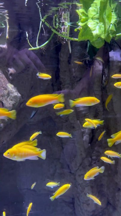 JOLIES COULEURS des poissons dubaïotes