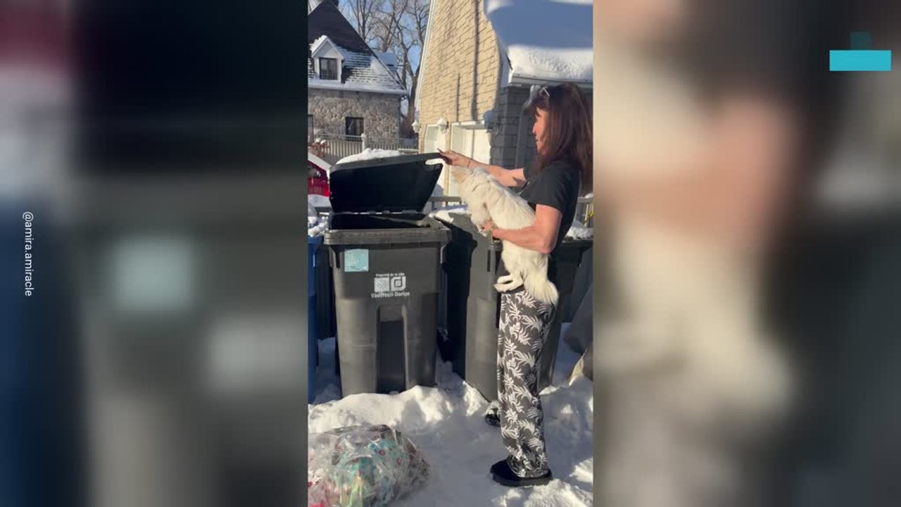 Squirrel shocks Dog by Jumping Out of Trashcan