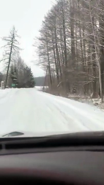 Nature Came THIS Close… A Winter Surprise in the Forest 🌲🦌 #animals #funny #cute #winter #nature #wildanimals