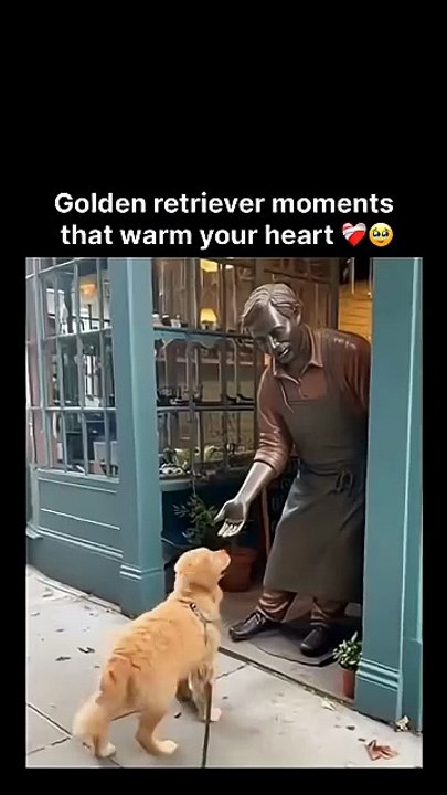 Golden retriever moments that warm your heart ❤️‍🥹