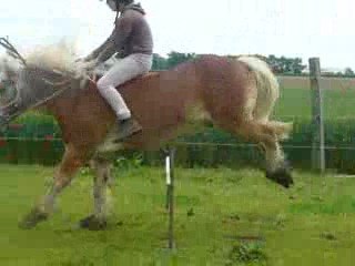 saut avec zébu