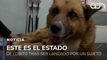 Este es el estado de salud de “Lobito” tras ser arrojado por un sujeto desde 10 metros en Naucalpan