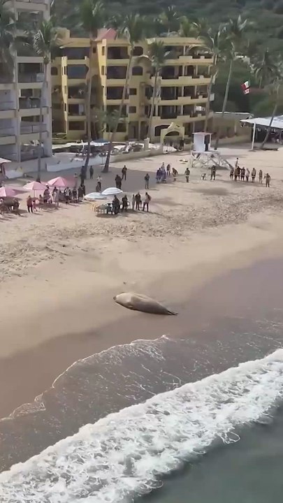 Increíbles imágenes de un león marino avistado en una playa de México