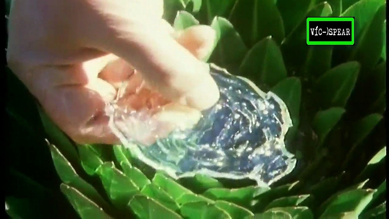 La Vida en el Planeta: El Reino del Hielo - Español Latino (1984) *Gonzalo Curiel* Episodio 2