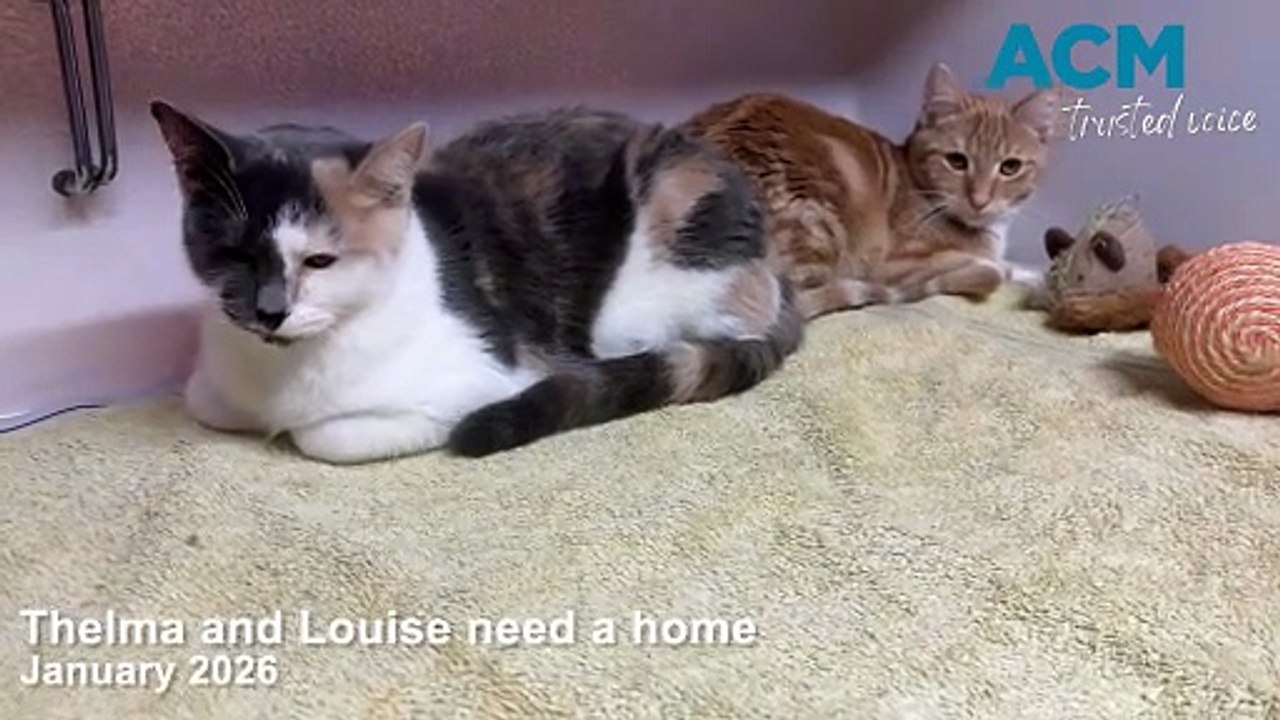 Thelma and Louise available for adoption