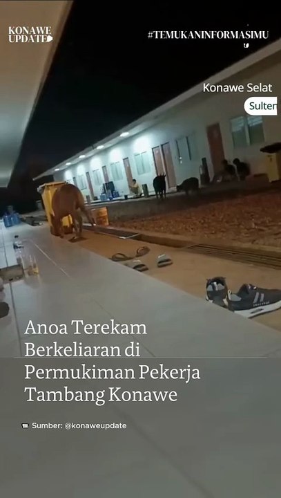 Anoa Terekam Berkeliaran di Permukiman Pekerja Tambang Konawe