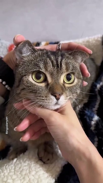 cute kitten