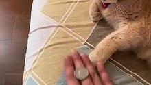 Amazing Cat Performs Magic