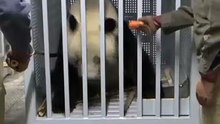 Hubungan Konservasi Berakhir, Momen Haru Dua Panda Terakhir Tinggalkan Jepang