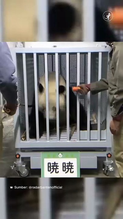 Hubungan Konservasi Berakhir, Momen Haru Dua Panda Terakhir Tinggalkan Jepang