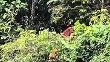 Lutung Merah Terpantau di Loa Kulu, Kutai Kartanegara