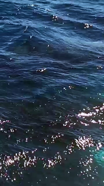 Whales importance in the ocean