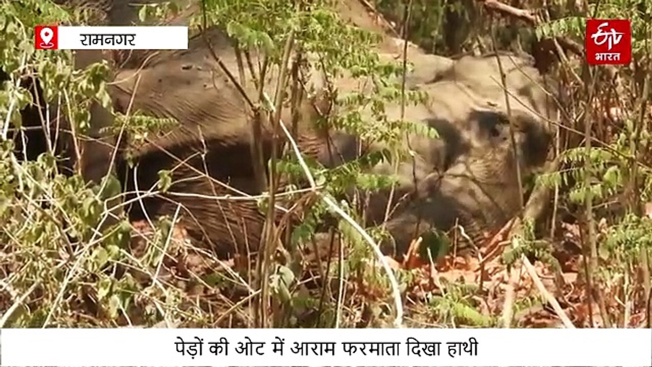 कॉर्बेट में दुर्लभ नजारा: पेड़ों की ओट में आराम फरमाता दिखा हाथी, कैमरे में हुआ कैद