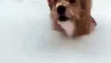 Dog Love to Play Snow #dog #kingdomofawais
