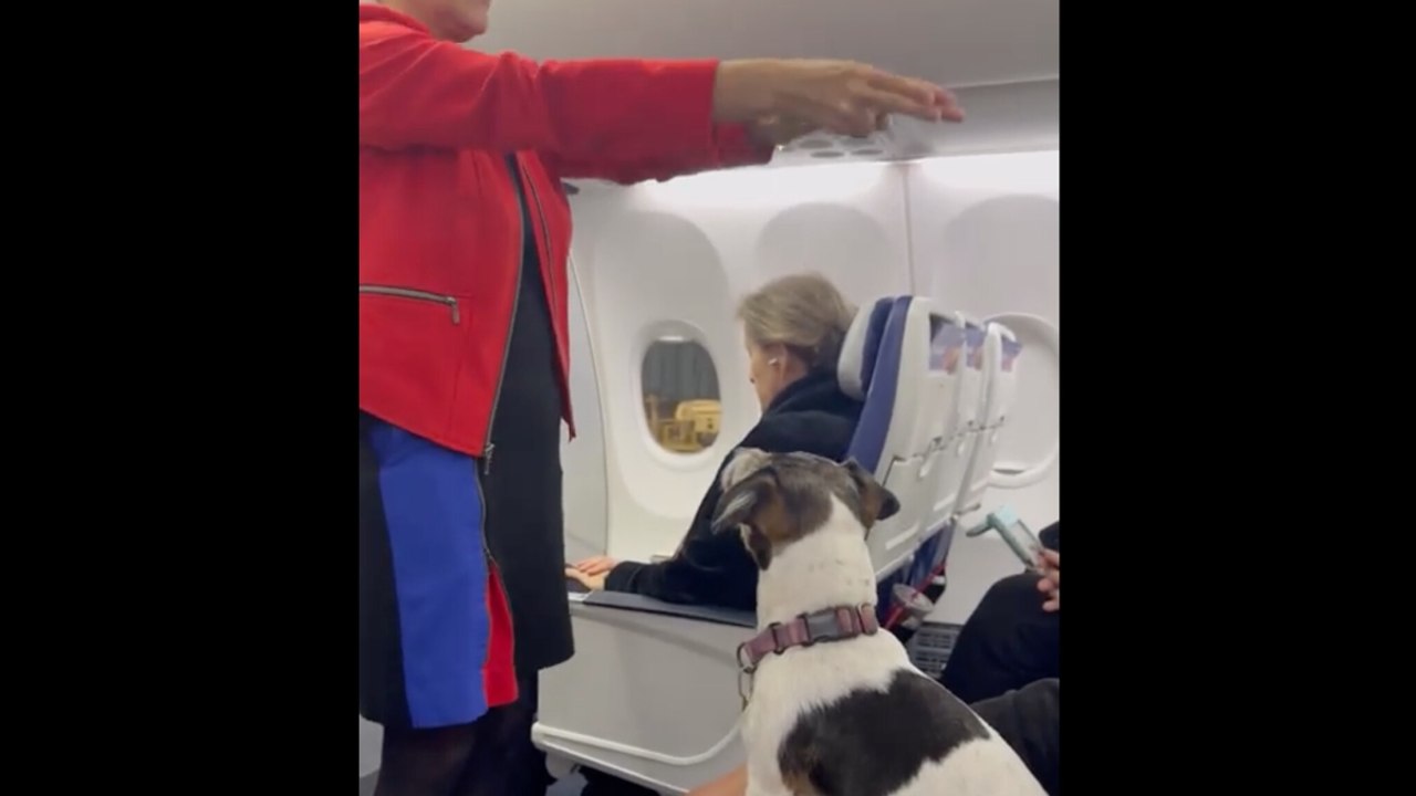 Il cane che non perde una parola: l’incredibile attenzione durante le istruzioni di sicurezza in volo