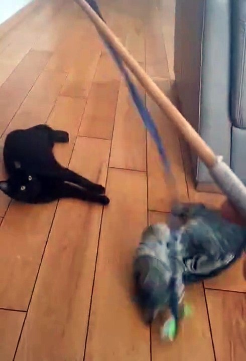 From Shelter to Pure Joy! These Kittens Can’t Stop Playing 🧶😻 #cat #funny #funnycats #shorts #fyp