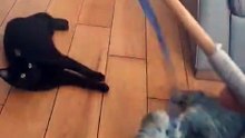 From Shelter to Pure Joy! These Kittens Can’t Stop Playing 🧶😻 #cat #funny #funnycats #shorts #fyp