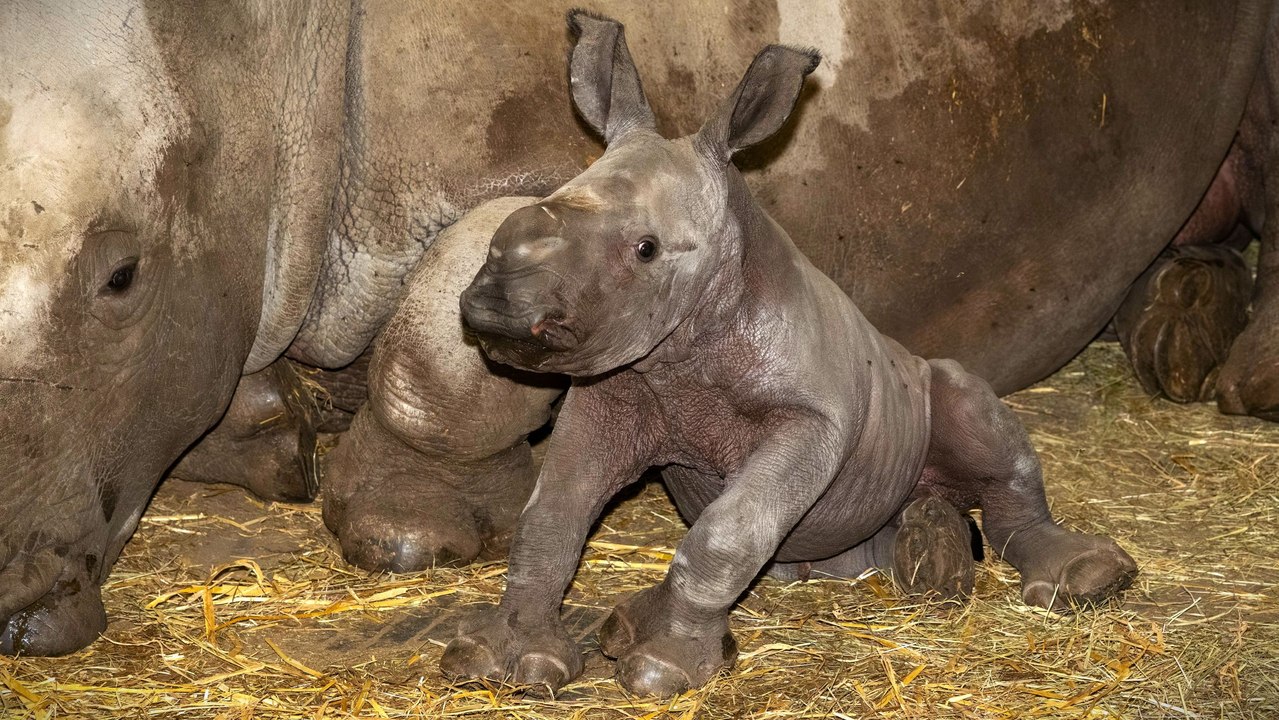 Nashornbaby 'Nuru' im Zoo Schmiding geboren