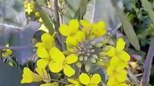 Bees sucking nectar from flowers