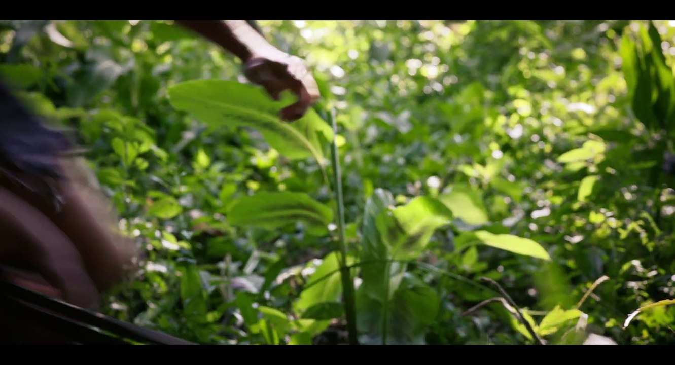 Tráiler del documental "América Hispana El Legado de las Olas", estreno en cines el 6 de marzo.