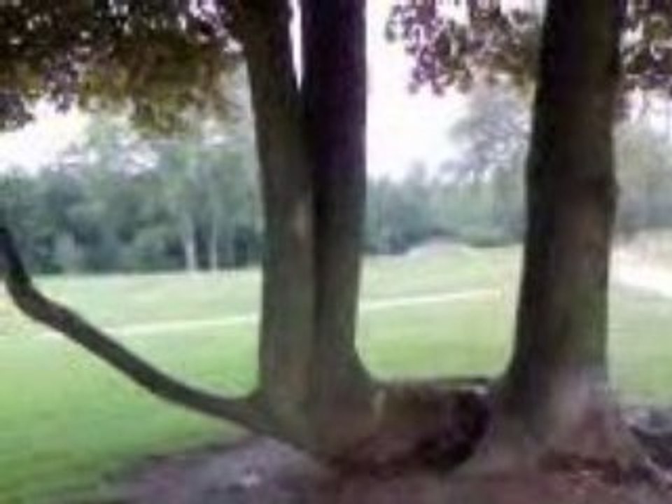 شجرة باوربا تشهد لله  miracle Allah