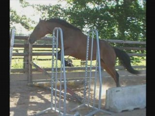 De beux chevaux et poneys