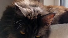 It’s Freezing Outside, Cozy Inside — This Cat Knows the Secret 😻❄️ #cat #funny #winter #cute
